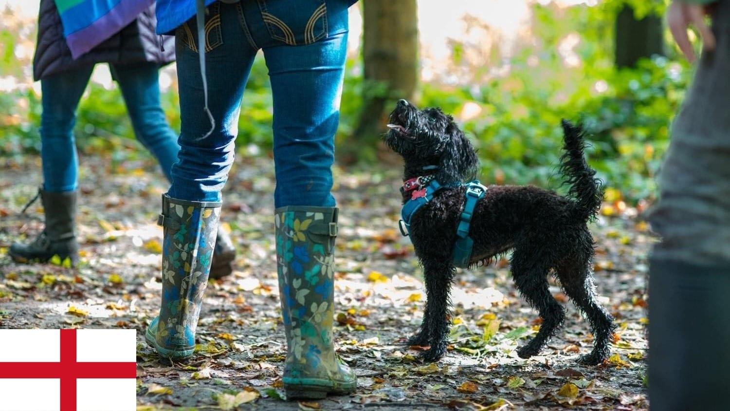 Rainbow Pooch in the Park poster